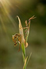 Graceful insect Empusa pennata on a  sprig waiting for prey in the meadow