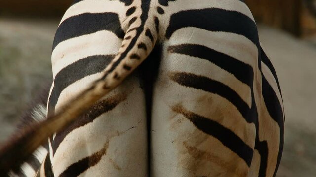 Close up shot of the back of a zebra (Equus quagga), it is wagging its tail.