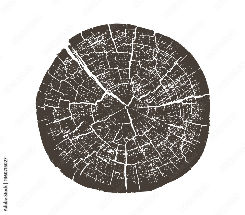 Canvas Prints wood texture of growth ring pattern from a slice of tree. cut monotone wooden stump isolated on whit