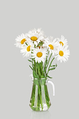 Beautiful big camomiles flowers in glass jug or vase  isolated on gray background. Wildflowers