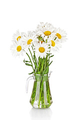 Beautiful big camomiles flowers in glass jug or vase  isolated on white background. Wildflowers