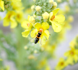 Honey bee on a Black mullein or Dark mullein blossom