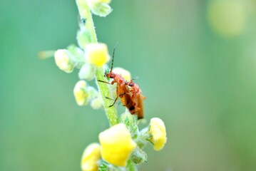 insects mating on a Black mullein or Dark mullein