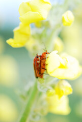 insects mating on a Black mullein or Dark mullein