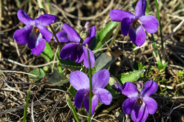 purple crocuses in the garden