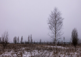 Melancholy winter landscape, field with lonely birch tree