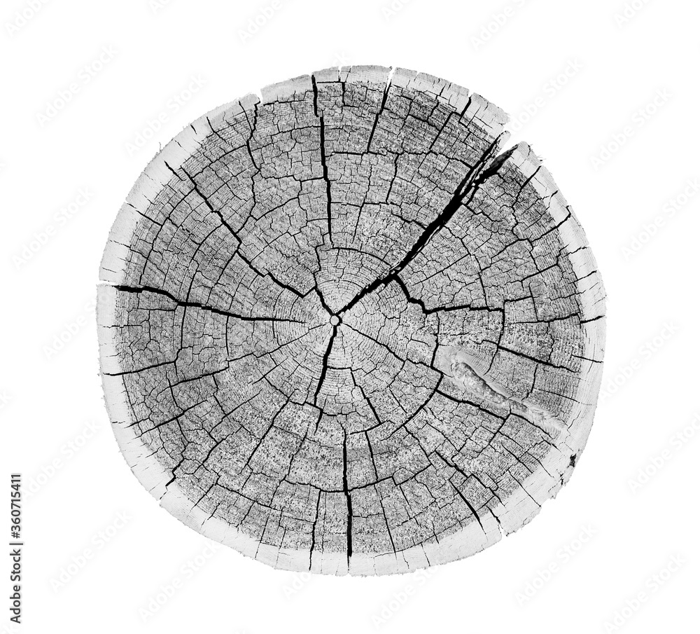 Canvas Prints wood texture of growth ring pattern from a slice of tree. cut monotone wooden stump isolated on whit