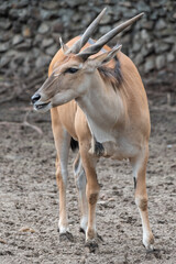 Common Eland (Taurotragus oryx) is the largest of the African antelope species.