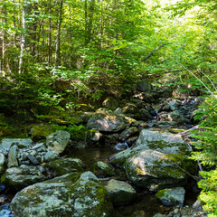 moss covered rocks by stream in the forest