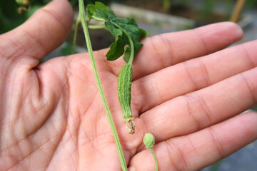 Young bitter guard fruit is in the left hand.
