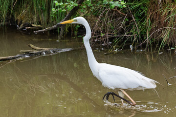 Great egret also known as the common egret, large egret, great white egret or great white heron  © nedomacki