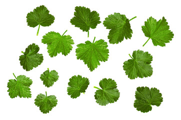 The leaves of black currant isolated on white background