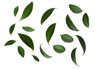 Leaves flowers isolated on white background