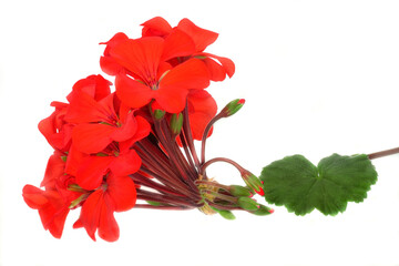 The flowers and leaves of geranium isolated on white background