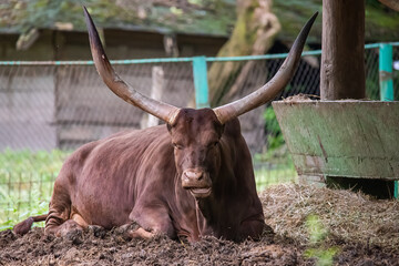The Ankole-Watusi is a modern American breed of domestic cattle. © nedomacki