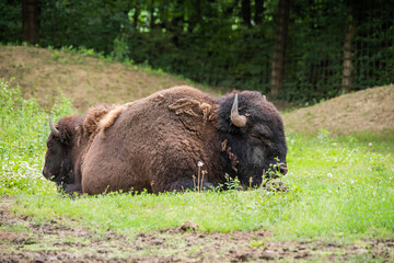 Large and beautiful bison sleep in nature