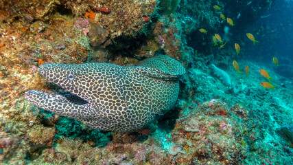 The honeycomb moray eel warns that she does not want visitors. Tofo Beach, Mozambique