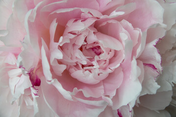 Beautiful flowers, peonies. Bouquet of pink peony background.