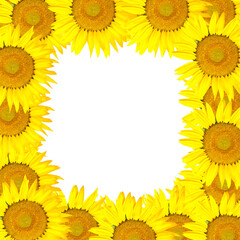 Beautiful yellow Sunflower background. Copy spase, flat lay, top view, Holiday symbol. Greeting card