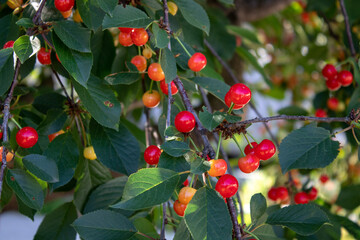 Red cherry on a branch shortly before harvesting in early summer.
