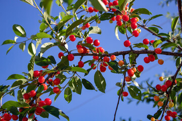 Red cherry on a branch shortly before harvesting in early summer.