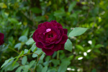 red rose in garden