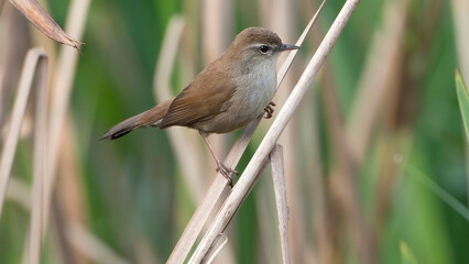 cetti`s warbler in spain Coto Doñana