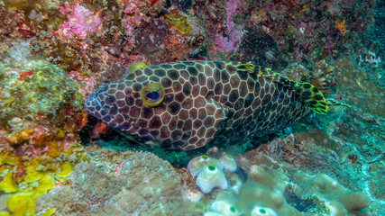 The fish rests on the reef with the camouflage of its wonderful skin. Ponta do Ouro, Mozambique