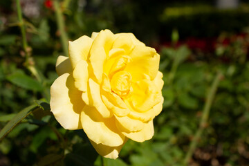 yellow rose in the garden