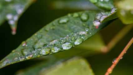 water drops on a leaf