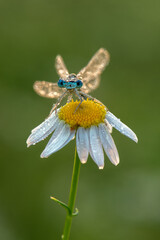 The damselfly in the dew in the early morning dries its wings in the meadow
