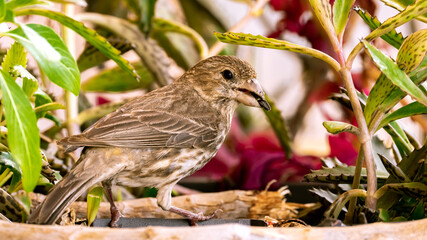 House Finch