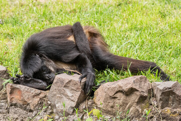 A black monkey lies in the grass