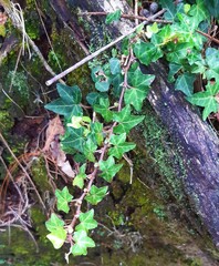 green moss in the forest