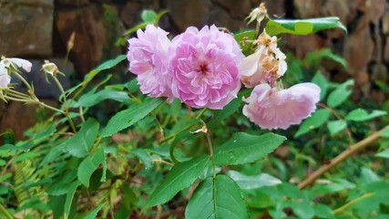 pink rose bush