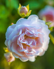 Rose flower on blurred background close-up