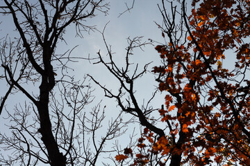 tree branches against blue sky