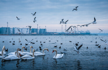 Swans, seagulls and ducks in the port water area
