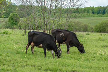 cows graze on a green meadow