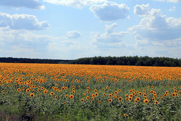 field of yellow poppies