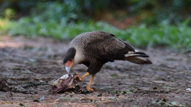 Southern Caracara eating carrion in the jungle of Argentina. 4K video of birds and wild nature.