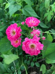 numerous pretty pink wild roses