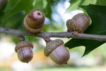 Acorns fruits. Close up acorns fruits in the oak nut tree © Olha Trotsenko