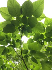 beautiful silhouettes of leaves and branches