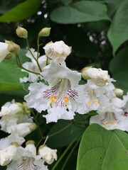 a close up of a pretty white flower with purple stripes 