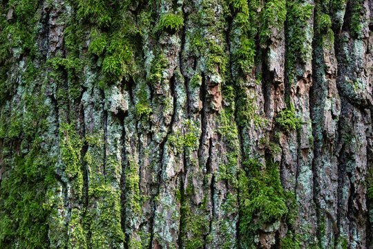 Embossed texture of the brown bark of a tree with green moss and lichen on it