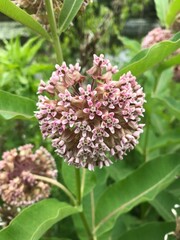 close up of a pretty pink milkweed plant 