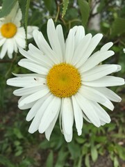 close up of a pretty white daisy