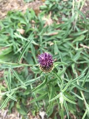 pretty little spiky purple plant 