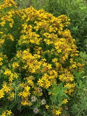 numerous pretty little yellow flowers